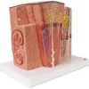 Rene 3B MICROanatomy