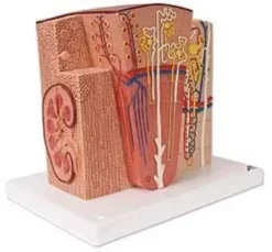 Rene 3B MICROanatomy