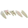 Serie di denti
