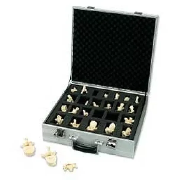 Set con 24 vertebre
