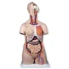Torso bisessuato, modello di lusso, in 24 parti