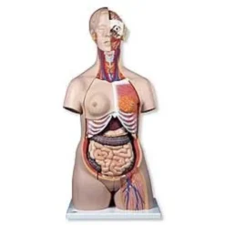 Torso bisessuato, modello di lusso, in 24 parti