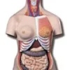 Torso bissessuato con schiena aperta, in 28 parti