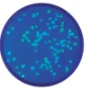 Trasformazione di E. coli con Proteine Fluorescenti Blu e Verdi