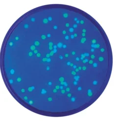 Trasformazione di E. coli con Proteine Fluorescenti Blu e Verdi