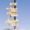 5 vertebre