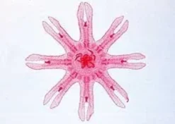VETRINI: LA CELLULA ANIMALE - INGLESE