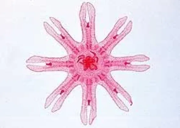 VETRINI: LA CELLULA ANIMALE - INGLESE