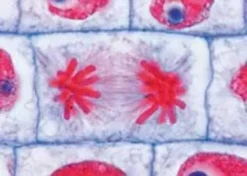 Vetrini: Serie didattica A (serie di base)